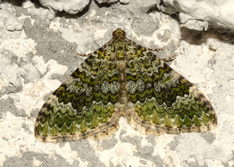 Geometridae Euphyia frustata ? - S